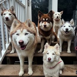 Siberian Husky Puppies from Young Orchard Siberians