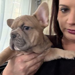 Blue fawn male2 - Tricolors male French Bulldog puppy in Denison, Texas from Lovemyfrenchies – Stoddard Frenchbulldog's