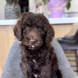 Blue - Chocolate male Goldendoodle puppy in St George, Utah from Doodle Bears of Southern Utah