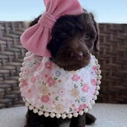 White Collar - Chocolate female Goldendoodle puppy in Blanchard, Oklahoma from Dream Doodles by Dondi