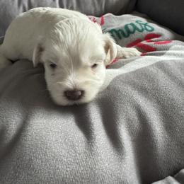 Kara-Archie - White male Miniature Schnauzer puppy in Pearland, Texas from K & S Schnauzers