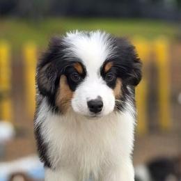 Boy 1 - Black tri male Miniature American Shepherd puppy in Bowling Green, Kentucky from Flawlessly Kennel