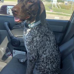 Remington - German Shorthaired Pointer