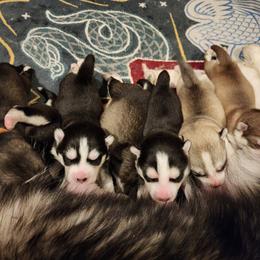 Siberian Husky puppies from Xavier's Home for Gifted Huskies