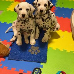 Dalmatian Puppies from Alofa Dalmatians