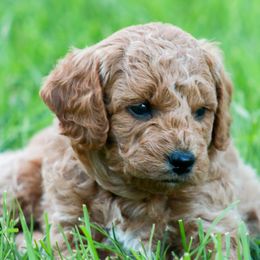 Goldendoodles and Golden Retrievers from Cascade Pups