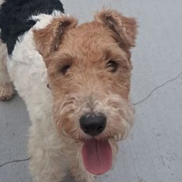 Darcie - Wire Fox Terrier