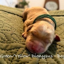 Dionysus - Dark golden male Golden Retriever puppy in Weston, Missouri from Love is Golden