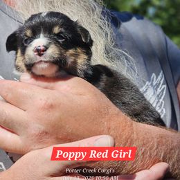 American Corgi Puppies from Porter Creek Corgis