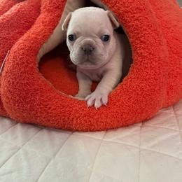 Orange collar - French Bulldog puppy from West Tennesse Frenchies