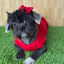 Ember J - Shih Tzu