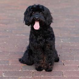 Chip - Goldendoodle