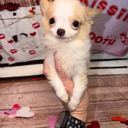 8836 cream and white - Cream and white male Chihuahua puppy in Palmyra, Indiana from Country Star Chihuahuas
