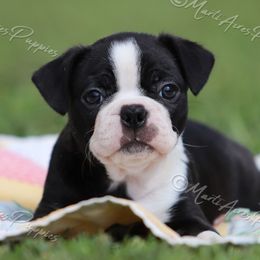 AKC 'Poppie' - Black and white female Boston Terrier puppy in Lamar, Missouri from Marti Acres ~ Boston Terrier & Beagles