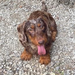 Skelly - Dachshund