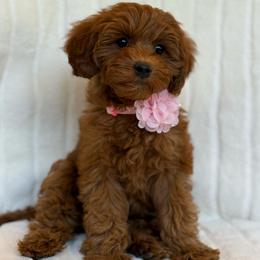 Strawberry (15 lbs full grown) - Red  female Goldendoodle puppy in Phelan, California from High Desert Doodles - the original