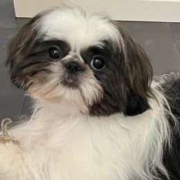 Gracie - Shih Tzu