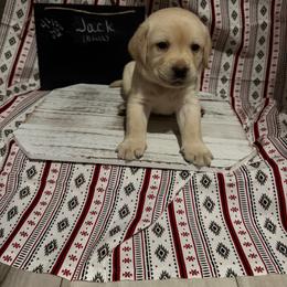 Jack - Yellow male Labrador Retriever puppy in Wittmann, Arizona from AM Labradors