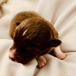 Scout - Red tri male Miniature Australian Shepherd puppy in Hagerstown, Maryland from Renegade Kennels