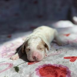 Kelly - Parti female Goldendoodle puppy in Jacksonville, Florida from Dandelion Doodles