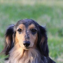Jax - Dachshund