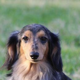 Jax - Dachshund