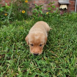Labrador Retriever Puppies from Rebecca Barkelew