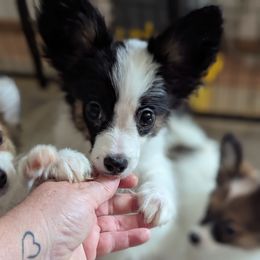 Sweet boy - White and black male Papillon puppy in Joshua, Texas from Summertime Kennels