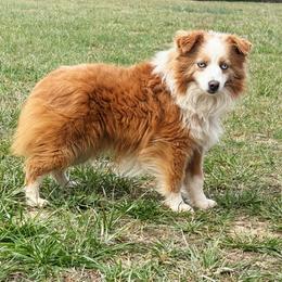 Monroe - Toy Australian Shepherd