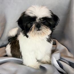 Munchkin - Gold and white male Shih Tzu puppy in New York, New York from Falling Star