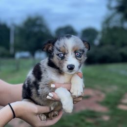 Whiskey - Blue merle male Miniature American Shepherd puppy in Mill Spring, North Carolina from Adair's Australian Shepherds