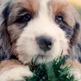 Windom - female Australian Mountain Doodle puppy in Cortez, Colorado from Sassy Pants Pups