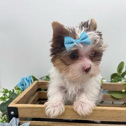 Tate - Chocolate, tan and white male Yorkshire Terrier puppy in Benton, Illinois from Furry Tailz Yorkies