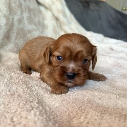 Nessa (red collar) - Ruby female Cavalier King Charles Spaniel puppy in Acworth, Georgia from Cumberland Cavaliers