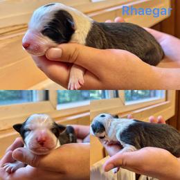 Rhaegar - White and seal male Border Collie puppy in Santa Cruz, California from Von Guadachi German Shepherds & Audacity Border Collies