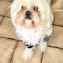 Mr. Mr - Shih Tzu
