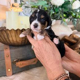 Basil - Tri-color male Bernedoodle puppy in Yuba City, California from Ranch House Doodles