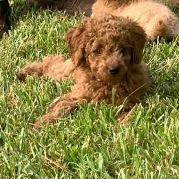 Max - Red  male Poodle puppy in Nacogdoches, Texas from BA Mini Poodles