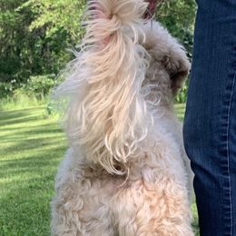 Bearded Retriever All Grown Up from Oakwood Bearded Retrievers