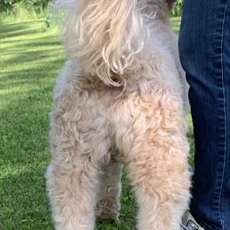 Bearded Retriever All Grown Up from Oakwood Bearded Retrievers