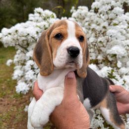 Baby Girl - Black tan and white female Beagle puppy in Monticello, Georgia from Beaglelove