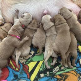 Pink - Yellow female Labrador Retriever puppy in Hartly, Delaware from Triple Threat Labradors