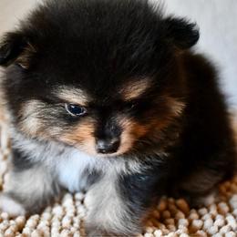 Boy 2 - Black and tan male Pomeranian puppy in Jamestown, California from Park Avenue Poms
