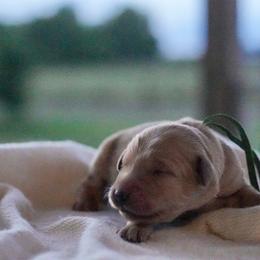 Basil (Green) - Dark golden male Golden Retriever puppy in Lodi, California from R3 Sport Dogs (Rafter 3 Ranch)