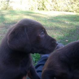 Labrador Retrievers from Cindy's Labrador Retrievers