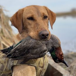 Vixen - Labrador Retriever