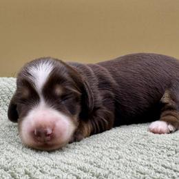 Isabel a.k.a. Belly - Chocolate and tan female Dachshund puppy in Hendersonville, North Carolina from Kim's Cove
