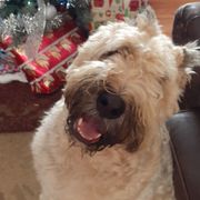 Bouvier des Flandres from Beulah Bouviers