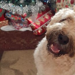 Bouvier des Flandres from Beulah Bouviers