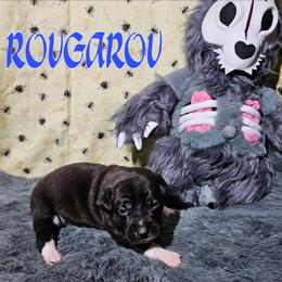 Rougarou - Black and white male Rat Terrier puppy in Lynn, Alabama from Cryptic Rat Terriers